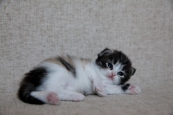 first-photos-of-n2-kittens.jpg