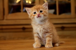 new-pictures-of-all-kittens.jpg