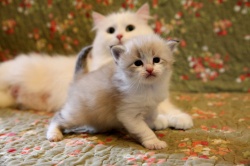 new-pictures-of-kittens.jpg